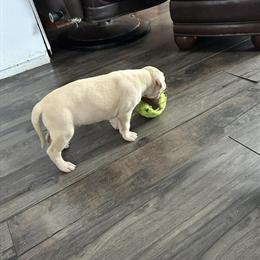 Great Dane Pitbull Puppies Available in Bad Axe, mi