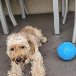 Male Mini F1B Goldendoodle - Fully Trained & Family Friendly in Orlando, fl