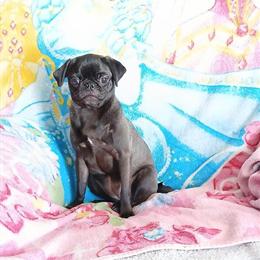 Pug puppies ready for homes in March 2026 in Bay City, mi