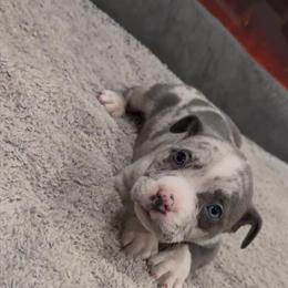 Pocket American Bully Puppies - 3 Males Available in New York, ny