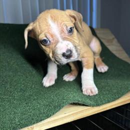 American Bully/Pit Mix Puppy Looking for Forever Home in Holt, mi
