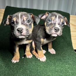 American Bully/Pit Mix Puppies for Adoption in Holt, mi