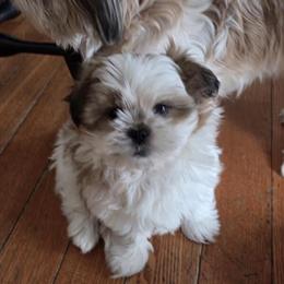 Female Puppy Available in Bloomington, il