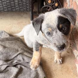 Blue Heeler Puppies Ready for New Homes in February in Fontana, ca