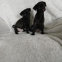 Pug Puppies - Black Boys Ready for New Homes in Bay City, mi