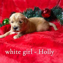 Golden Retriever Puppy Looking for a Loving Home in Spartanburg, sc