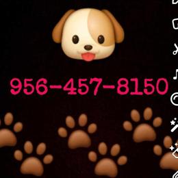 Yorkshire Terrier Puppies Available for Reservation in Pharr, tx