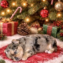 Stunning Merle Chihuahua Ready for Adoption in Pharr, tx