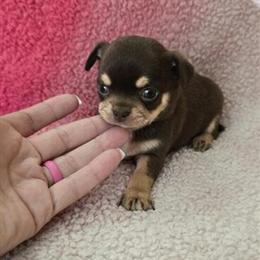 Gorgeous Chihuahua Puppies Ready Now in Pharr, tx