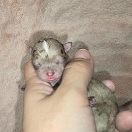 Micro Tiny Teacup Chihuahua Puppies Available in Pharr, tx