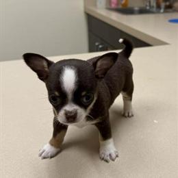 Tiny Male Chocolate and Tan Chihuahua for Sale in Pharr, tx