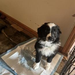 Male Australian Shepherds for Adoption in Greenfield, in
