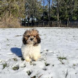 Male Toy Poodle Ready for a Forever Home in Greenfield, in