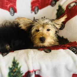 Morkie Male Looking for a Forever Home in Greenfield, in