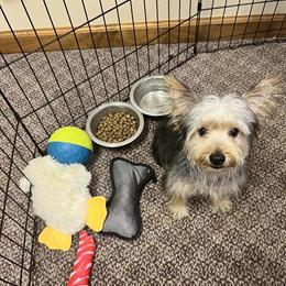 Morkie Looking for a Forever Home in Greenfield, in