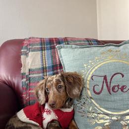 Dachshund - 7 months old dapple with essentials in Batavia, oh