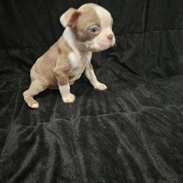 Boston Terrier Male Ready for Forever Home in Belleville, mi