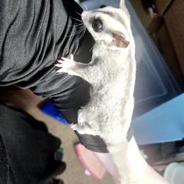 Sugar Gliders for Sale in Three Rivers, MI in Three Rivers, mi