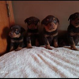 Rottweiler Puppies Coming Soon - Red & Tan Marks in Bay City, mi