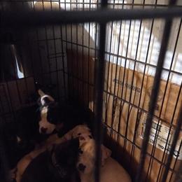 Dogo Puppies Looking for Forever Homes in Detroit, mi