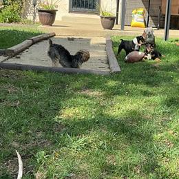 Old English Bulldog Puppies Ready for New Homes in Columbus, oh