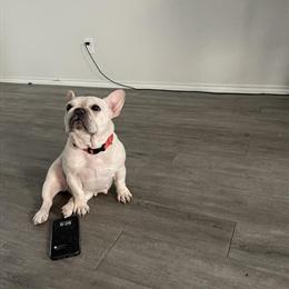 Mini China Breed Female French Bulldog for $450 in Houston, tx