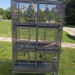 Bird breeding cage for six birds with nesting boxes in Bay City, mi