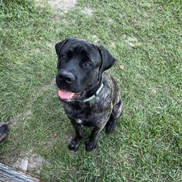 Gorgeous Male Mastiff Free to Good Home in Ocala, fl