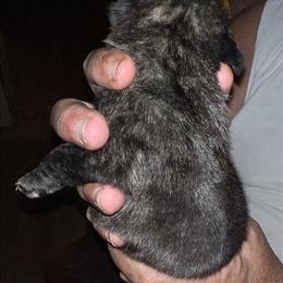 Pug puppies available from beautiful litter in Ocala, fl