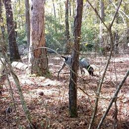 Bluetick Coonhound Female Ready for Training in Sylacauga, al