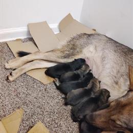 German Shepherd Puppies Available in Detroit, mi