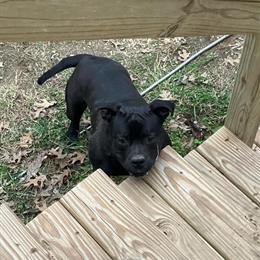 American Bully Female - 9 Months Old in Lebanon, tn