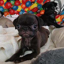AKC Pug Puppies Available in Bay City, mi