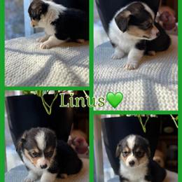 Corgi Puppies Available - AKC Registered in Johnson City, tn
