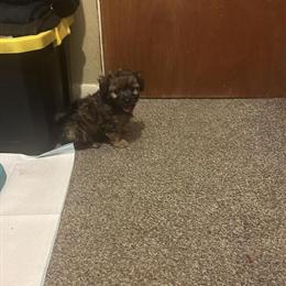 Adorable male Teddy Bear puppy ready for a new home in Cincinnati, oh