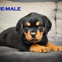 Rottweiler Puppies - AKC Registered, 9 Weeks Old, Champion Bloodlines in Red Bay, al
