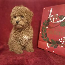 Cockapoo Puppies Available - Kid Approved and Socialized in Coshocton, oh