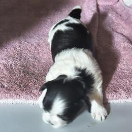 Full Breed Puppies Looking for Loving Homes in Roanoke, va