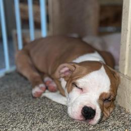 3 American Pocket Bully Pups Available in Mansfield, oh