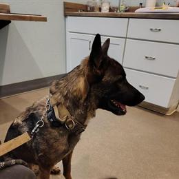 Belgian Malinois Female Available for Breeding in Kalkaska, mi