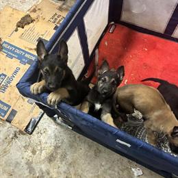 German Shepherd Puppies Ready for New Homes in Burlington, nc