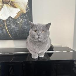 Scottish Straight Male Kitten - Blue, 9 Months Old in Sedalia, mo