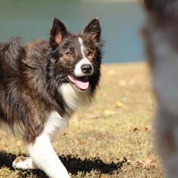 Border Collie Stud Services Available in Lexington, ky