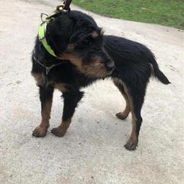 Jagdterrier Studs Available for Approved Females in Lexington, ky