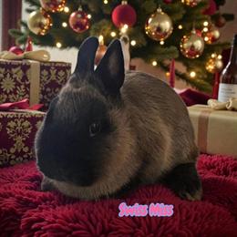 Mini Rex Bunnies Looking for New Families in Fowlerville, mi