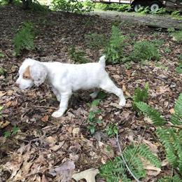 Brittany Pups and Started Dogs Available in Cadillac, mi