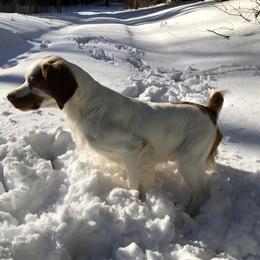 Started Brittany Available - 2 Year Old Male in Cadillac, mi