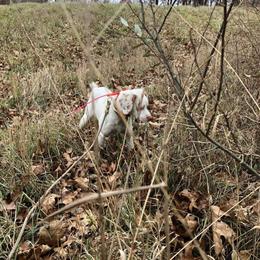 Started 18 Month Old Female Brittany in Cadillac, mi