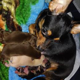 Chihuahua puppies available in rare colors in Akron, oh