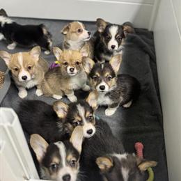 Pembroke Welsh Corgi Puppies Available for Reservation in East Hartford, ct